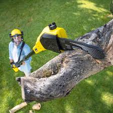 Best Emergency Tree Removal Services  in USA